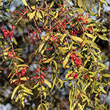 Image result for Plicosepalus amplexicaulis