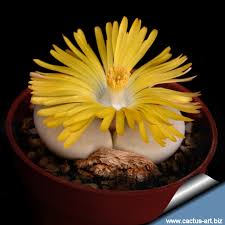 Image result for Macrotyloma stenophyllum