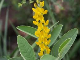 Image result for Crotalaria bernieri