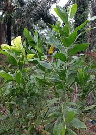 Image result for Acacia mangium
