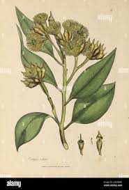 Image result for Eucalyptus robusta