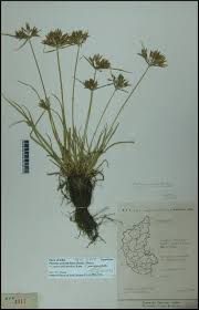 Image result for Pycreus polystachyos