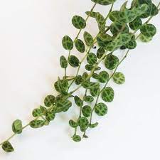Pin On Gardening