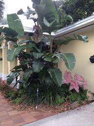 White Bird Of Paradise Images White Bird Of Paradise Plants White Bird Tropical