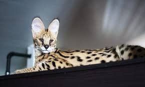 What is an f3 savannah cat's personality like? Savannah Cat F1 F2 F3 F4 F5 Serval And Domestic Cat Mix