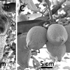 Image result for Pentadesma