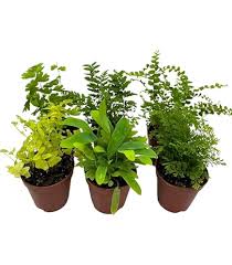 Image result for Asplenium goetzei