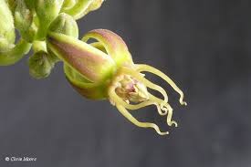 Image result for Raphionacme lanceolata