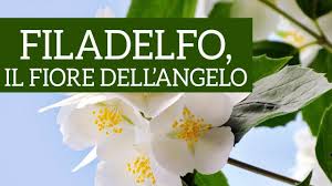 Le sue piante hanno una estensione compresa tra i 40 cm e i 3 m di altezza. Filadelfo Come Prendersi Cura Del Fiore Dell Angelo Vendita Piante Online