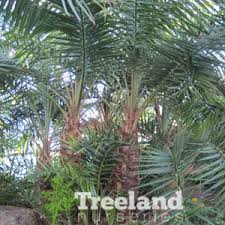 Image result for Phoenix reclinata