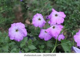 Image result for Petunia axillaris