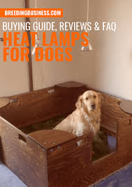 Originally designed for our lambing pens, the prima heat lamp® can be used to warm any animal that is sick or cold. Heat Lamps For Dogs Buying Guide Reviews Faq