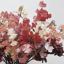 Jungs Giant Everblooming Sweet Peas Jung Garden And Flower Seed Company Flower Seeds Annual Plants Fragrant Flowers