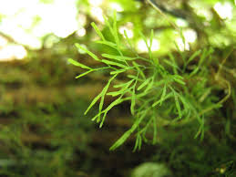 Image result for Polyphlebium