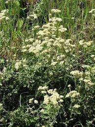 Image result for Helichrysum panduratum