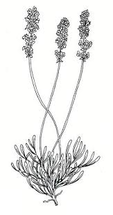 Lavender Line Drawing Google Search Outline Drawings Garden Tattoos Examples Of Art