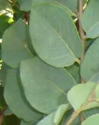 Image result for Pseudolachnostylis maprouneifolia