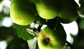 Check spelling or type a new query. Who Grows Columnar Apples