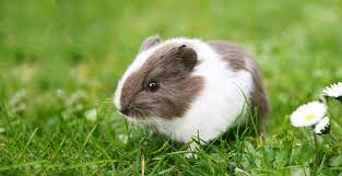 Thank god for their existence! Guinea Pigs Vitakraft International