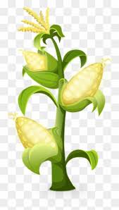 Gambar tanaman jagung anak tk gambar tanaman jagung animasi gambar tanaman jagung di pot gambar tanaman jagung muda gambar tanaman jagung umur 1 bulan. Picture Quality Qt Gambar Pohon Jagung Animasi Free Transparent Png Clipart Images Download
