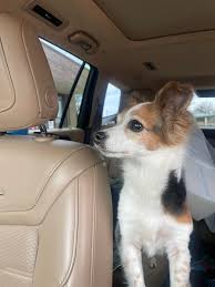 Long haired black and white cat seen hanging out behind rock quarry village  apartments It definitely does not look like a stray!