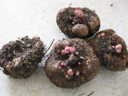 How To Store Tuberous Begonias For Winter And Restart Them In Spring Tuberous Begonia Begonia Winter Vegetables