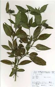 Image result for Pentas micrantha