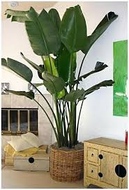Image Result For Best Tall House Plants House Plants Indoor Plants Indoor Palms