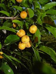 Image result for Drypetes mossambicensis