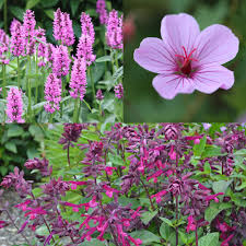 Perennial flowers with impressive blooms. Buy Long Flowering Plant Combination Long Flowering Plant Combination