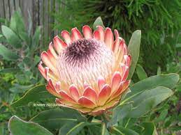 Sugarbush Protea Susara Blooms Mid Spring Summer In Ca Protea Flower Flower Names Drought Tolerant Garden
