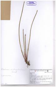 Image result for Pycreus pumilus