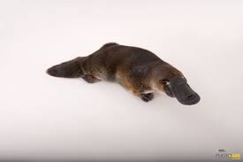 Photo Ark Home Platypus National Geographic Society Platypus Animals Spirit Animal