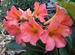 Vireya Rhododendron Harold S Delight C K G Hagan Pink Delight X Intranervatum C K G Hagan Azaleas Rhododendron Plants