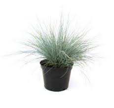 Mengembangbiakkan tanaman hias di dalam pot memiliki banyak manfaat, salah satunya adalah tidak memerlukan lahan yang luas. Jual Tanaman Rumput Biru Blue Fescue Grass Bibitbunga Com