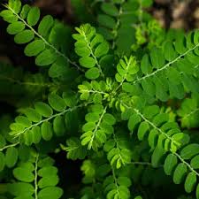 Image result for Phyllanthus glaucophyllus