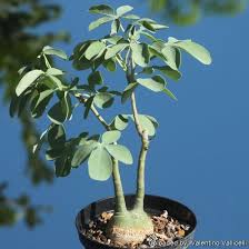 Image result for Adenia glauca