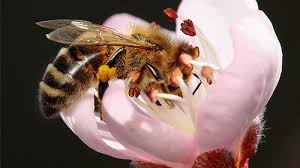 We did not find results for: How Ireland Caught The Buzz For Bees