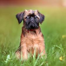 Their coat can be rough, with hard wiry hair, which is longer around the head; Brussels Griffon Short Hair For Sale