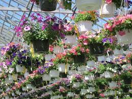 10 Petunia Hanging Baskets Petunia Hanging Baskets Flower Nursery Garden Center