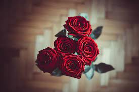 Ultimate Guide To Rose Meanings Symbolism June Flower Rose Flower Birth Flowers