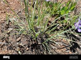 Image result for Microchloa