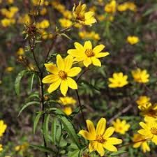 Image result for Bidens flagellata