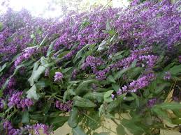 Image result for Hardenbergia comptoniana