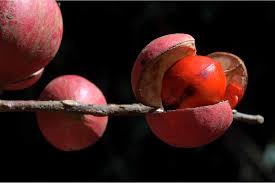 Image result for Polystachya melanantha