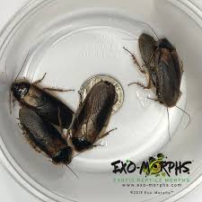 Extra Large 1 1/8 - 1 1/2 Inch Dubia Roaches – Andrew'S Reptiles Llc