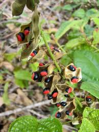 Image result for Rhynchosia albissima