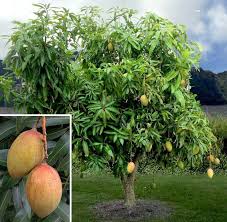 Image result for Mangifera
