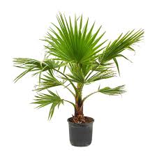 Image result for Washingtonia