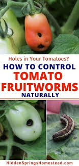 Check spelling or type a new query. Holes In Tomatoes How To Kill Tomato Fruitworms Hidden Springs Homestead